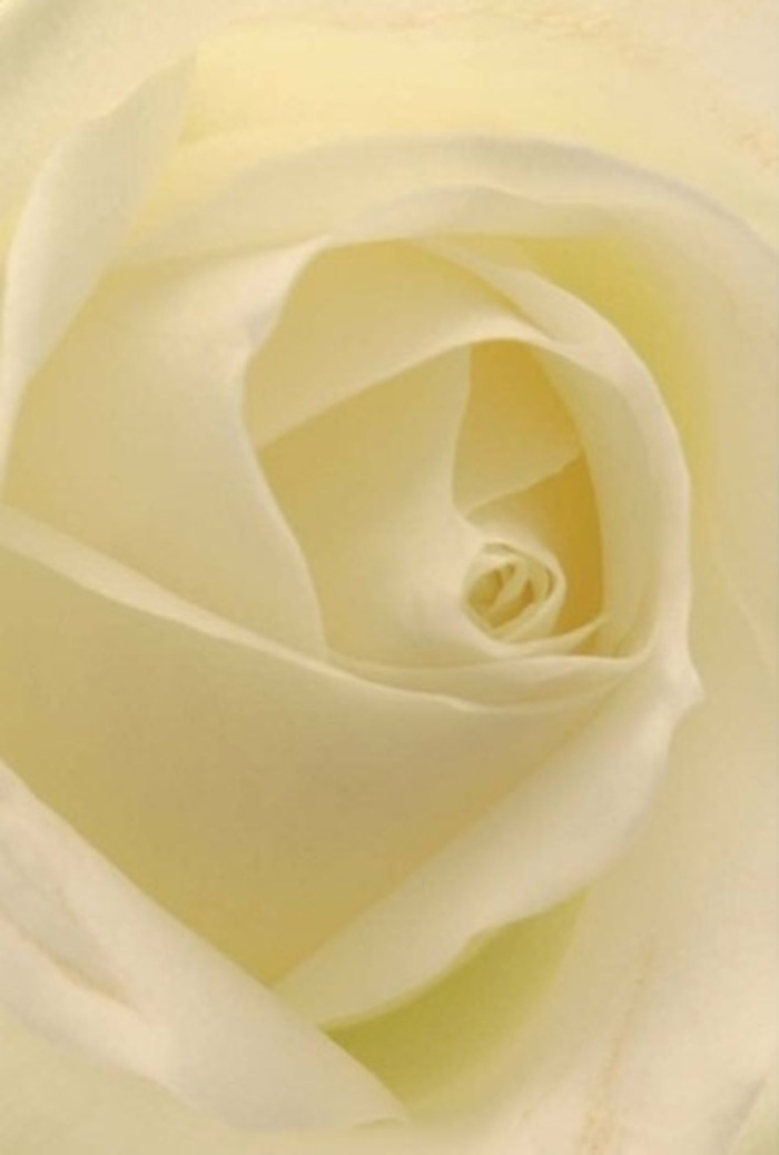 Observing this classic white rose from the vantage of a seasoned Finchley florist, the interplay of creamy whites and soft shadows becomes a study in tranquility and refined beauty. Each petal blends seamlessly into the next, the inner spirals glowing as if infused with the first light of day drifting through West Finchley-cool, luminous, and quietly uplifting. The matte finish of the petals suggests a tactile softness, conjuring the sensation of silk between fingertips and carrying a faint, fresh fragrance reminiscent of local gardens on Nether Street. This rose feels perfectly suited for life's tender moments: a heartfelt apology, a romantic gesture beneath Finchley's leafy canopies, or as a centrepiece for an intimate wedding. The artisanal craftsmanship evident in the rose's perfectly layered core suggests not only purity, but the quiet resilience valued throughout the Finchley community. Subtle gradations in white and cream are heightened by the gentle local light, elevating the rose's natural beauty to new heights. While the fragrance is subtly imagined, it embodies peace and serenity-always fitting, regardless of the feeling one wishes to express. This bloom is more than an image; it is a testament to the grace, emotion, and floral mastery found in every Finchley bouquet.